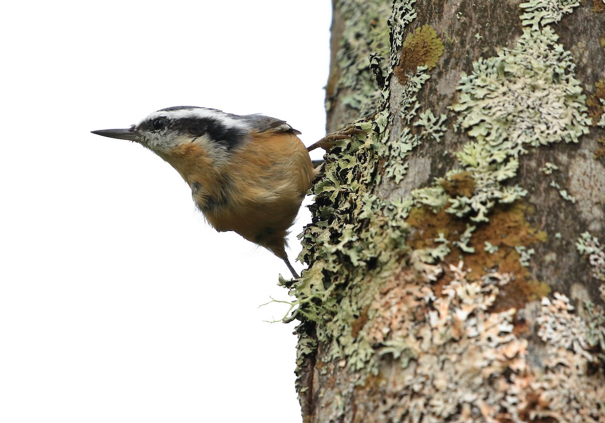 Red-breasted Nuthatch - ML70155121