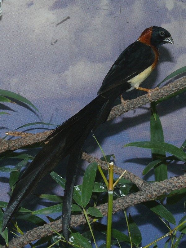 Broad-tailed Paradise-Whydah - Johannes Pfleiderer