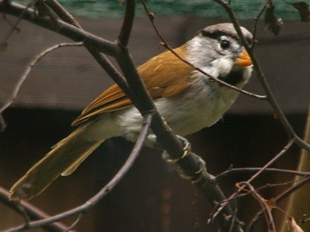 Gray-headed Parrotbill - Johannes Pfleiderer