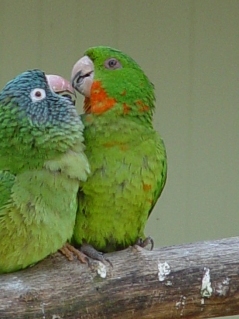 Green Parakeet (Red-throated) - Johannes Pfleiderer