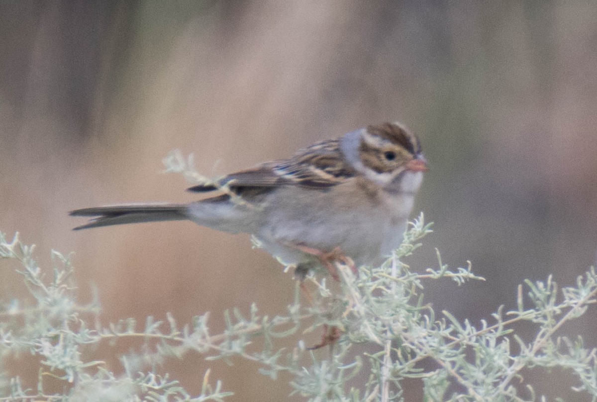 Clay-colored Sparrow - Jordan Broadhead