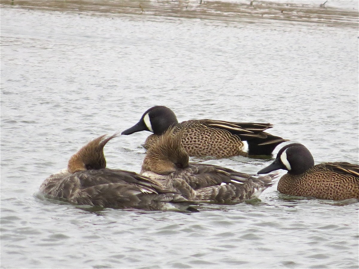 Blue-winged Teal - ML70160721