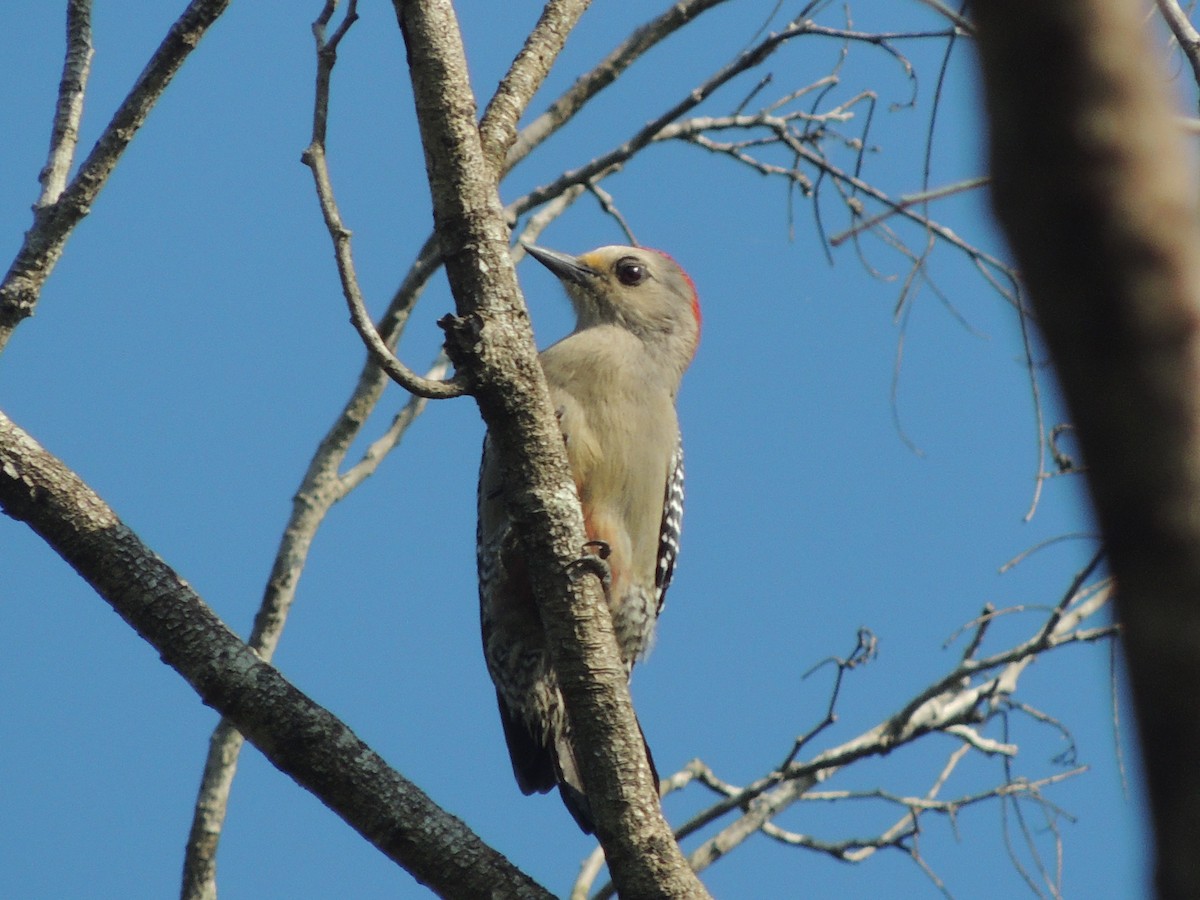 Yucatan Woodpecker - ML70160881