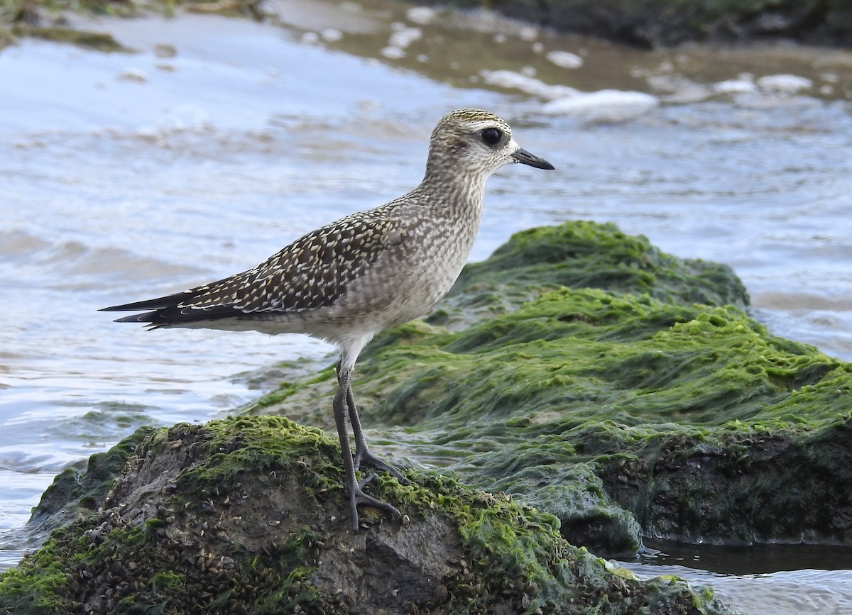 American Golden-Plover - Candy Giles