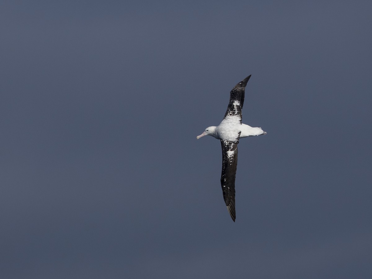 Snowy Albatross - ML70161341