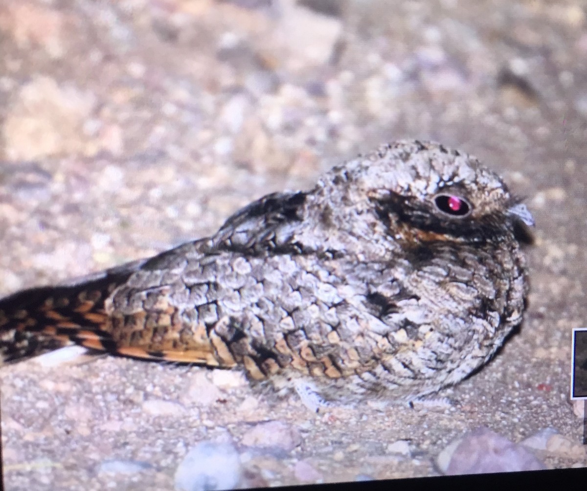 Common Poorwill - Charlie Trapani