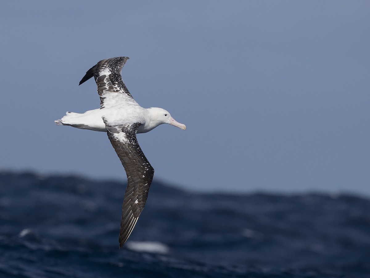 Snowy Albatross - ML70161891