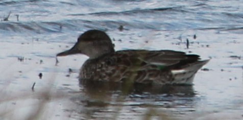 Green-winged Teal - ML70162221