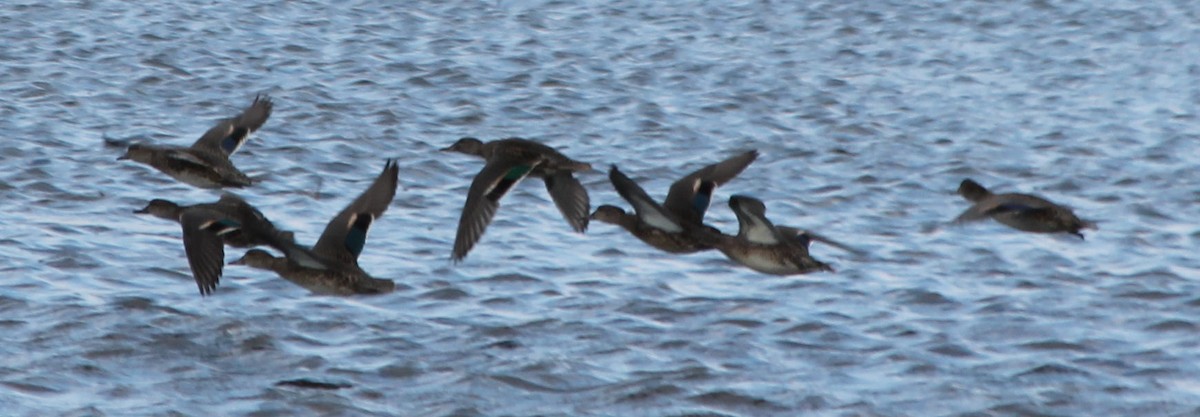 Green-winged Teal - ML70162231