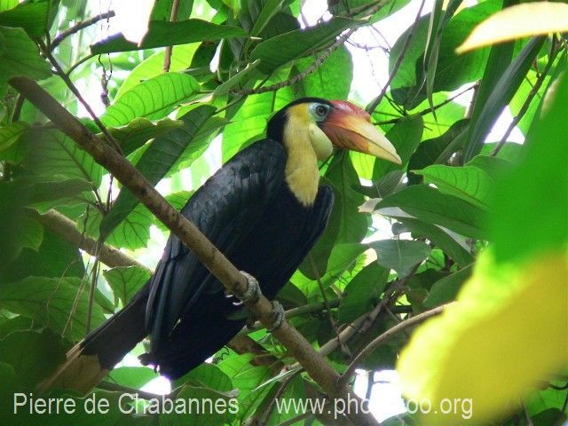 Wrinkled Hornbill - Pierre de Chabannes