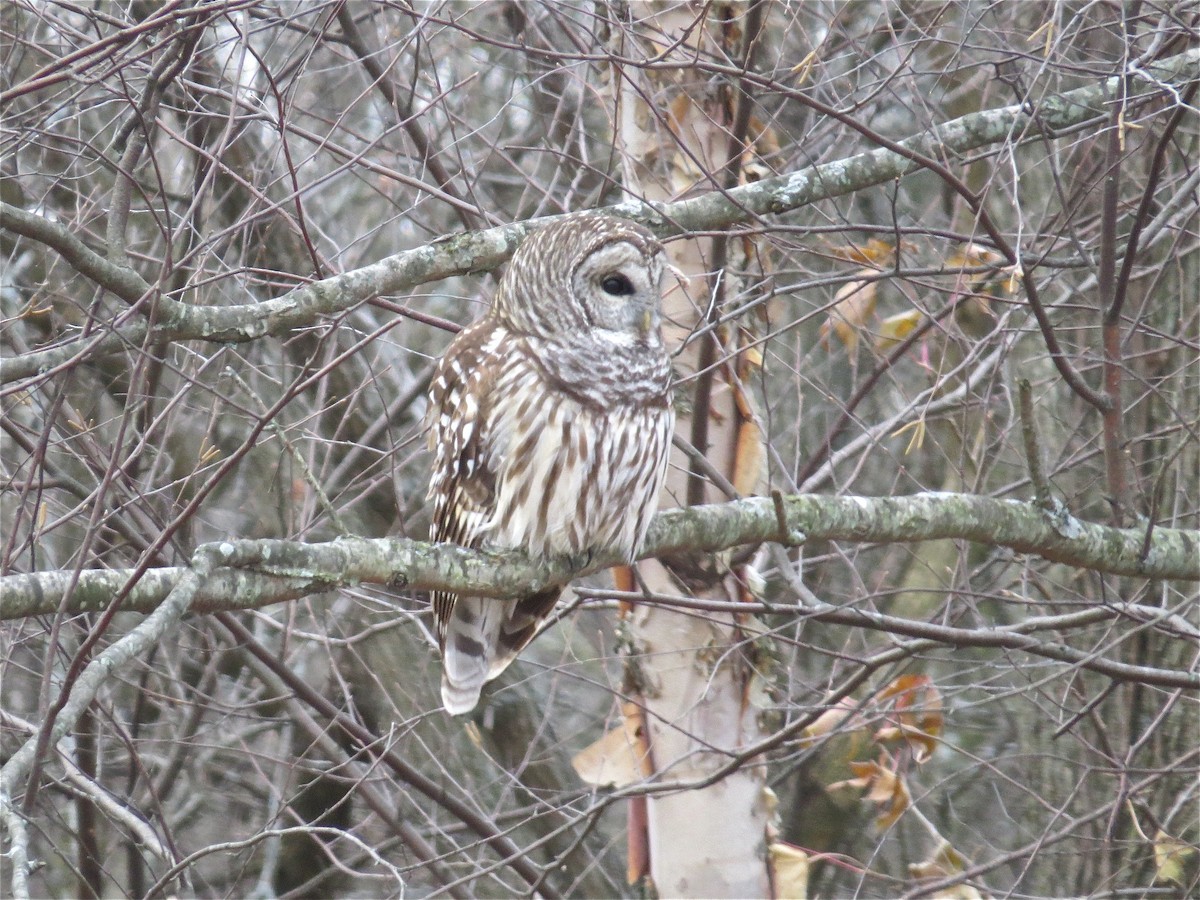 Barred Owl - ML70163861