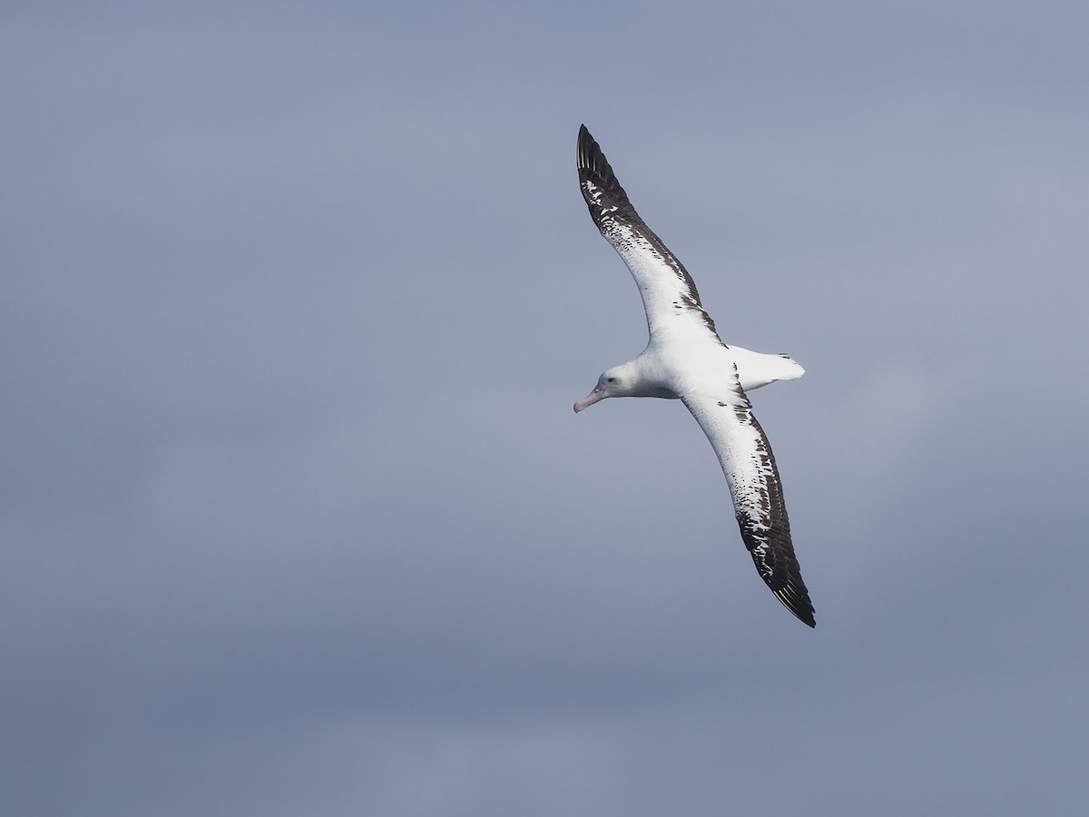 Snowy Albatross - Niall D Perrins