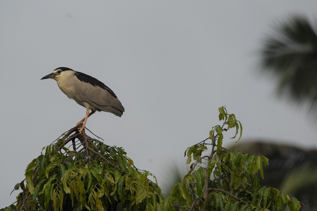 Black-crowned Night Heron - Sajeev Krishnan