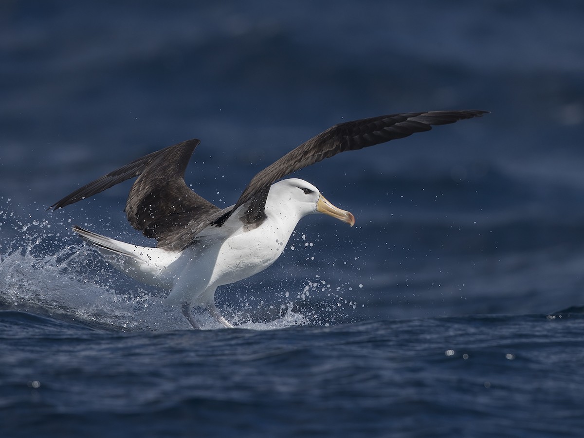 Black-browed Albatross (Black-browed) - Niall D Perrins