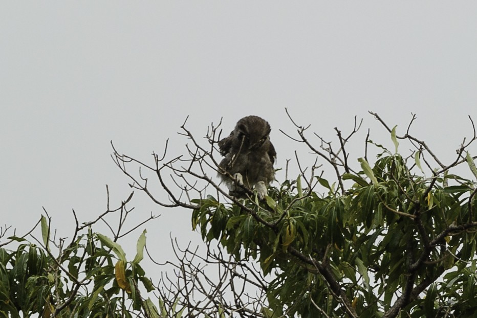 Verreaux's Eagle-Owl - ML70167061
