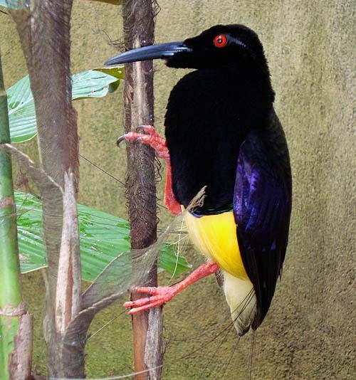 Twelve-wired Bird-of-Paradise - Mehd Halaouate