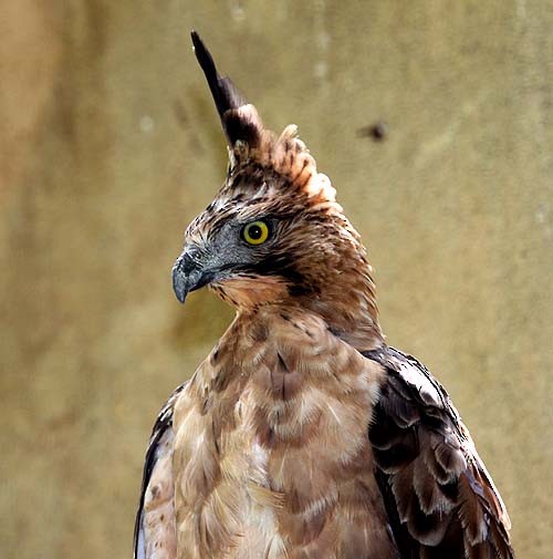 Javan Hawk-Eagle - Mehd Halaouate
