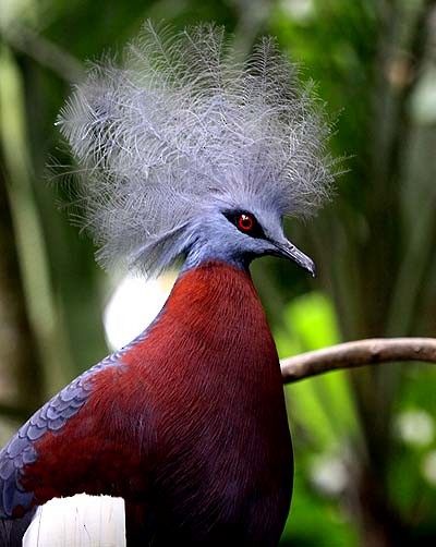 Sclater's Crowned-Pigeon - Mehd Halaouate