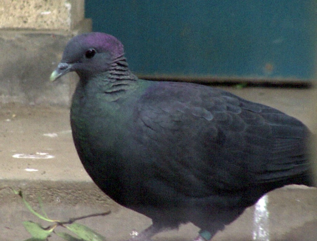 Black Wood-Pigeon - Josep del Hoyo