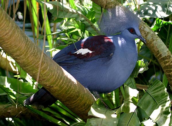Western Crowned-Pigeon - Mehd Halaouate