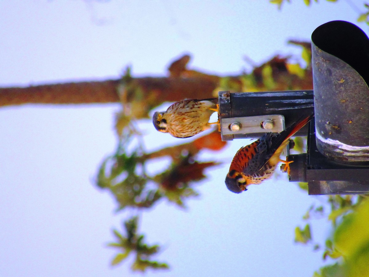 eBird Checklist - 27 Sep 2017 - Instituto Tecnológico Superior Luis ...