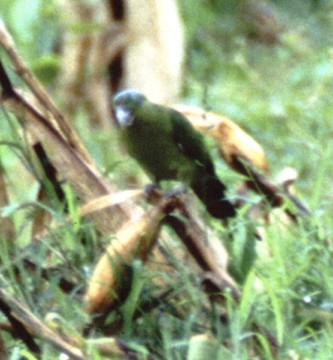 Mindoro Raket Kuyruklu Papağanı - ML701685