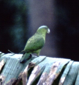 Mindoro Raket Kuyruklu Papağanı - ML701686