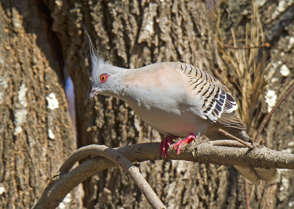 Crested Pigeon - ML70169091