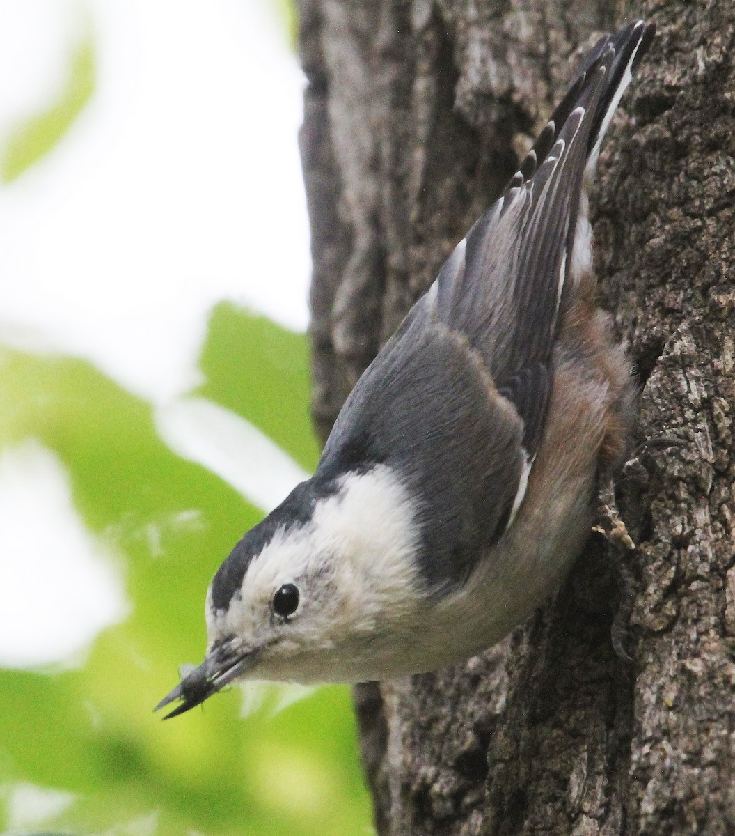 White-breasted Nuthatch - ML70169301