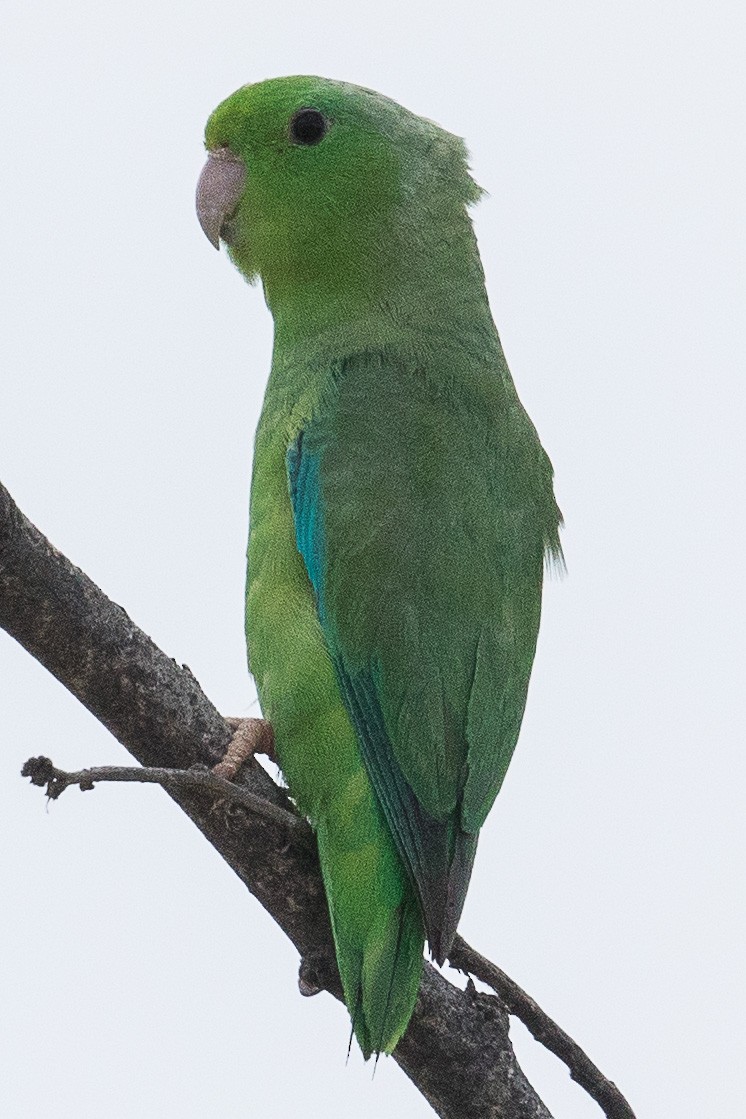 Green-rumped Parrotlet - Eric VanderWerf