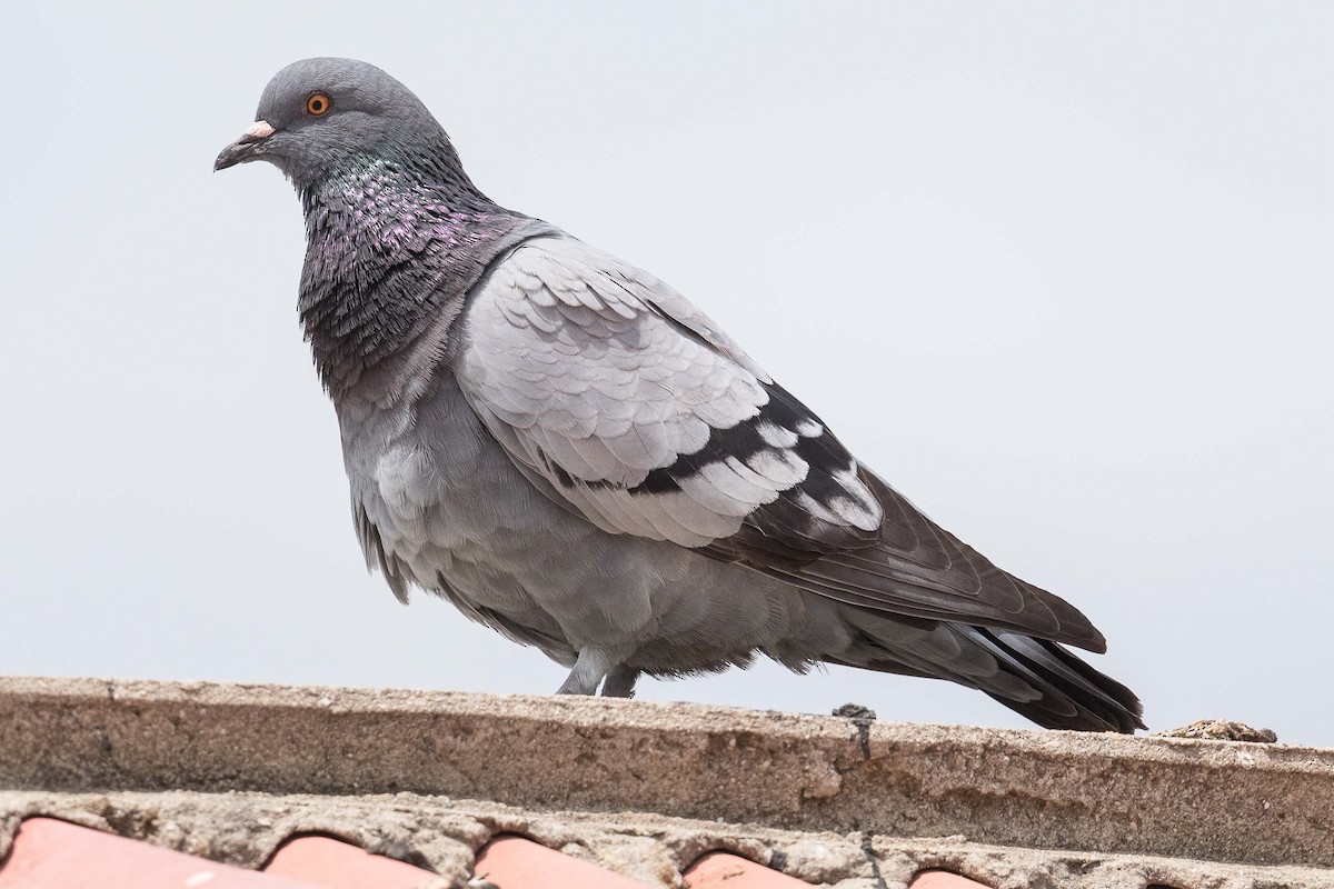 Rock Pigeon (Feral Pigeon) - Eric VanderWerf