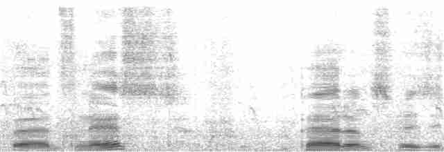 Тёмная трясохвостка (antarcticus) - ML7017