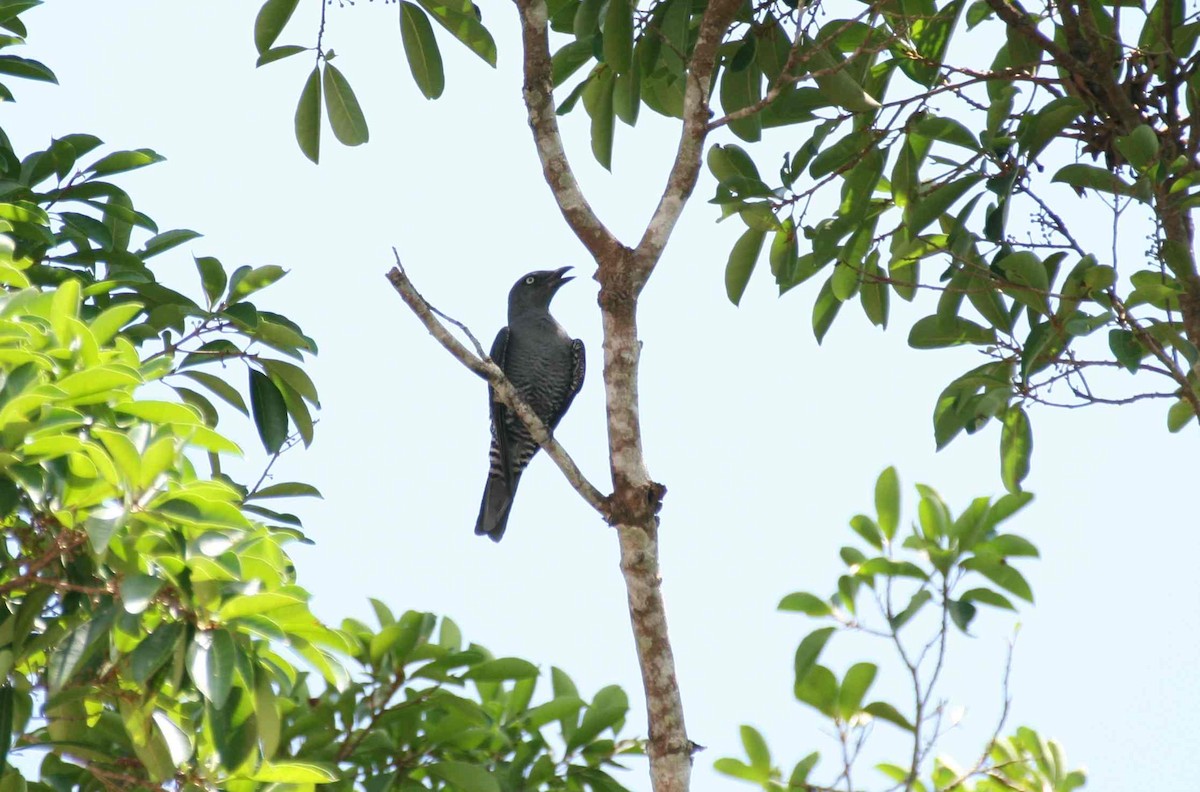 Bar-bellied Cuckooshrike (Philippine) - Desmond Allen