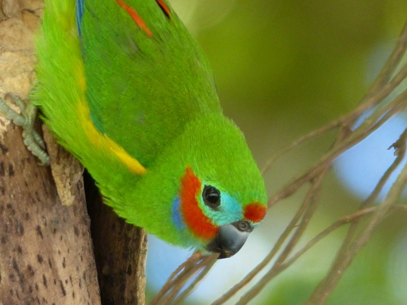 Double-eyed Fig-Parrot - Andy Frank