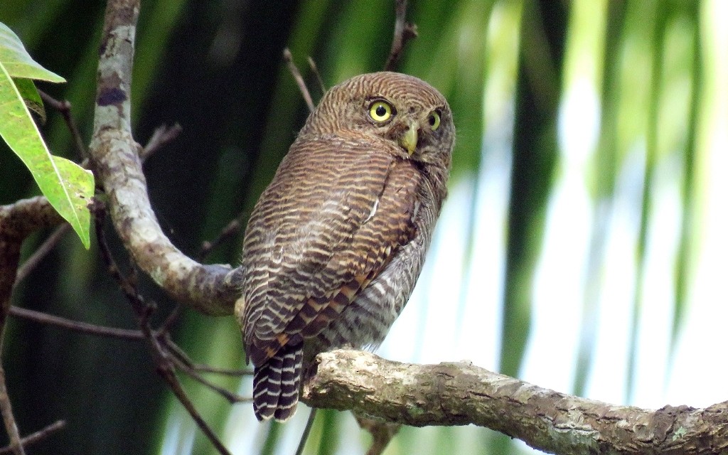 Jungle Owlet - sasidharan manekkara