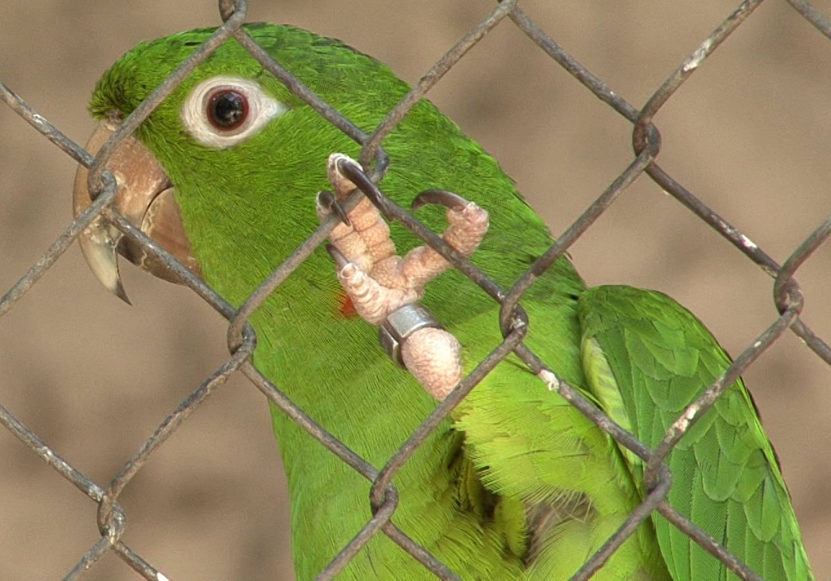 Green Parakeet (Green) - Josep del Hoyo