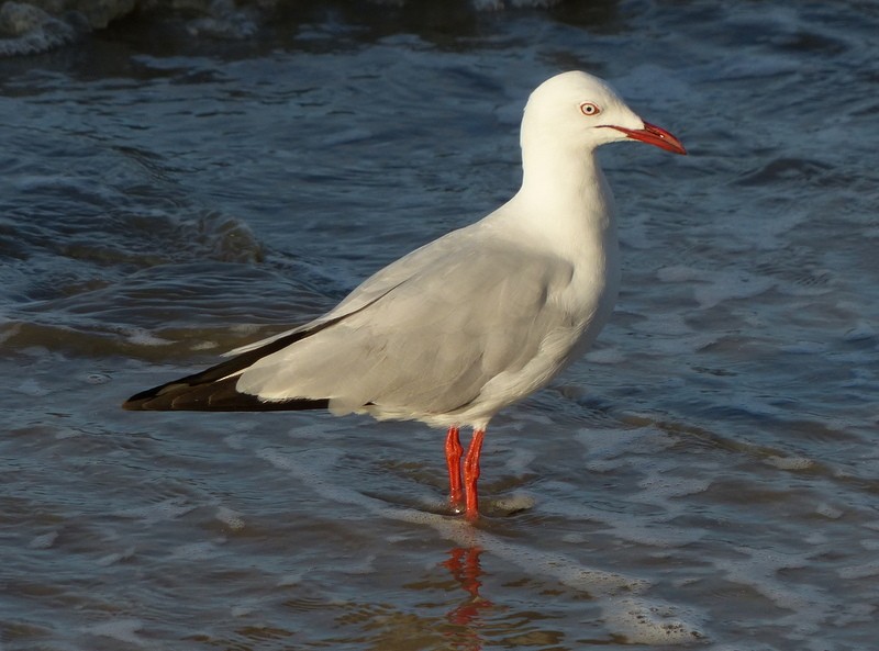 Silver Gull (Silver) - Andy Frank