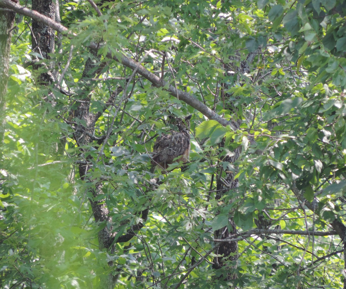Great Horned Owl - ML70173251