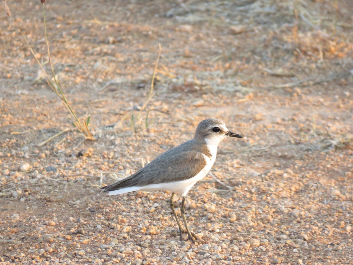Red-capped Plover - ML70174111
