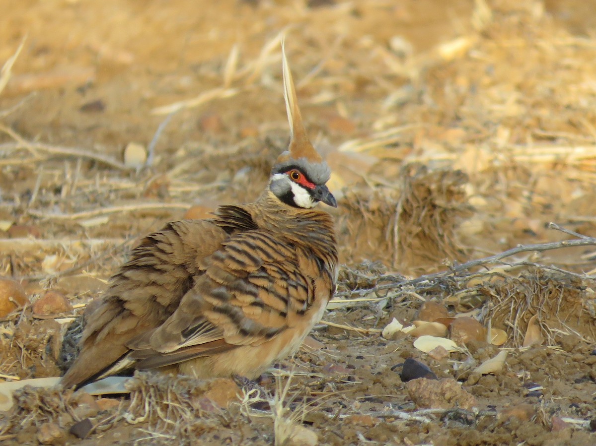 Spinifex Pigeon - ML70174351