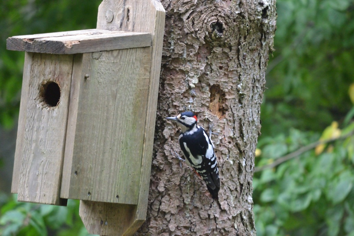Great Spotted Woodpecker - Morten Swayne Storgaard