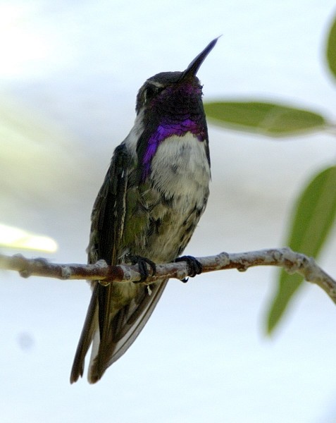 Costa's Hummingbird - Erik Breden