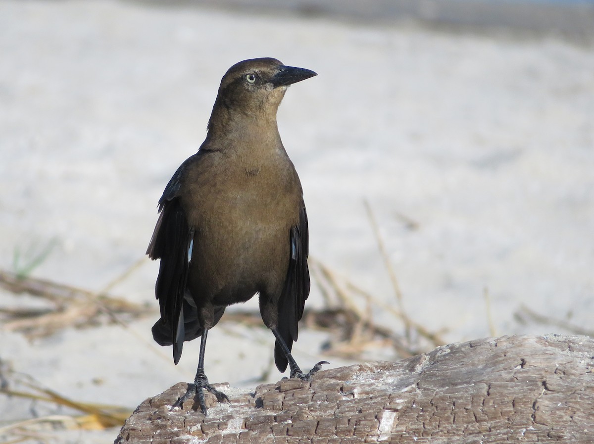 Great-tailed Grackle - ML70176451