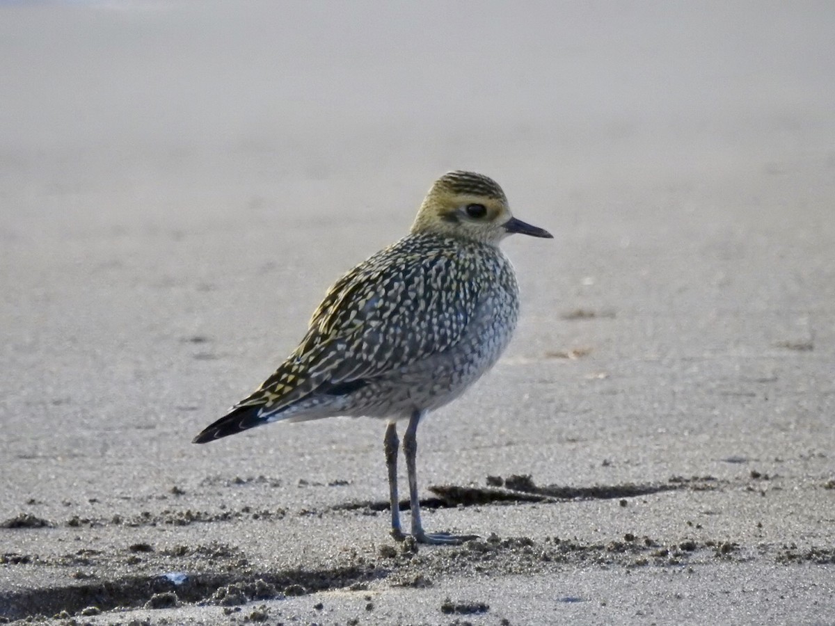 Pacific Golden-Plover - Justin Call