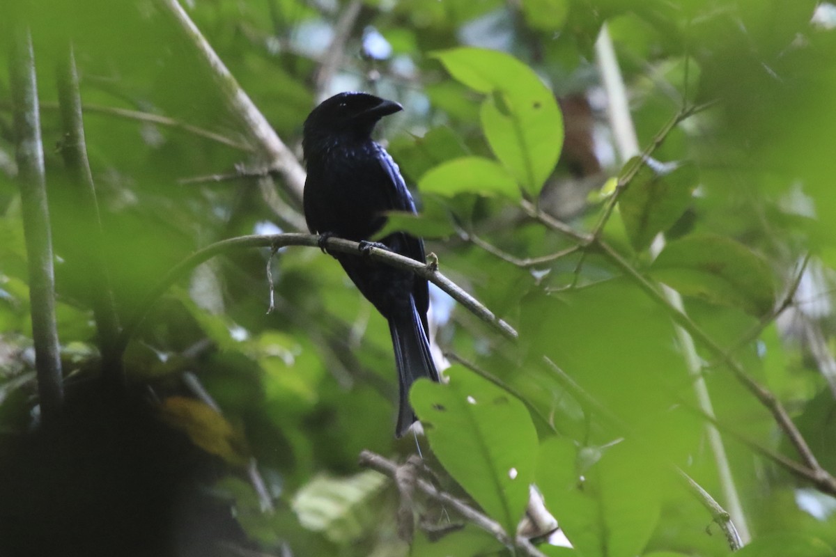 Greater Racket-tailed Drongo - Fabio Olmos