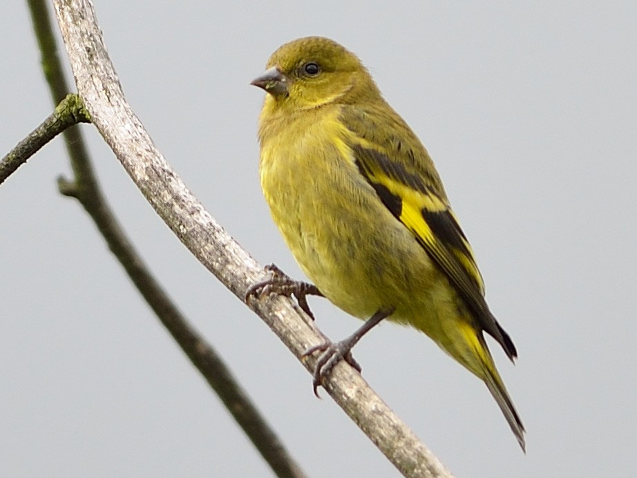 Andean Siskin - Neil Diaz