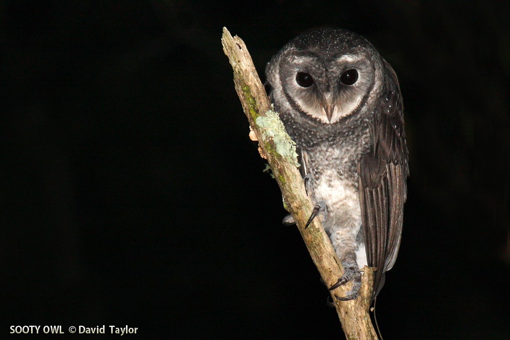 Sooty Owl (Greater) - David taylor