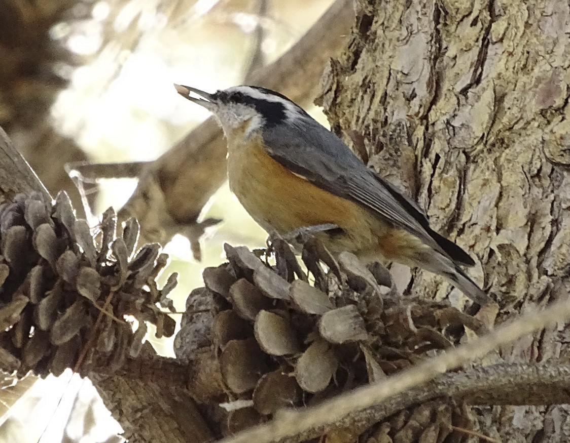 Red-breasted Nuthatch - ML70179521