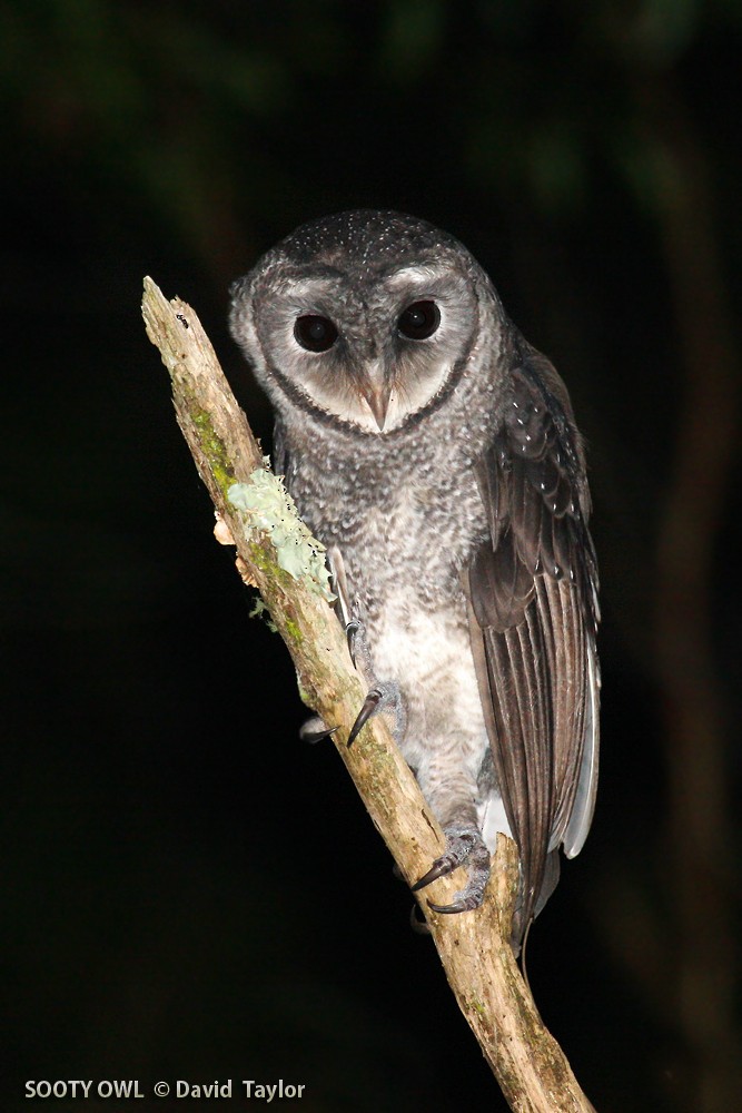 Sooty Owl (Greater) - David taylor