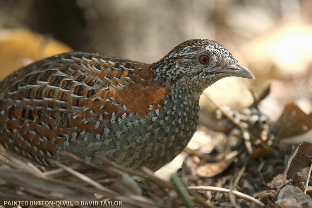 Painted Buttonquail - David taylor